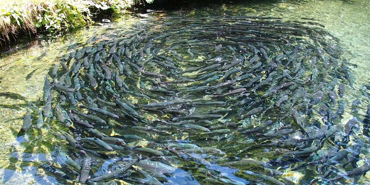 В Чуйской области 144 рыбных хозяйства используют земли гослесфонда без законных оснований