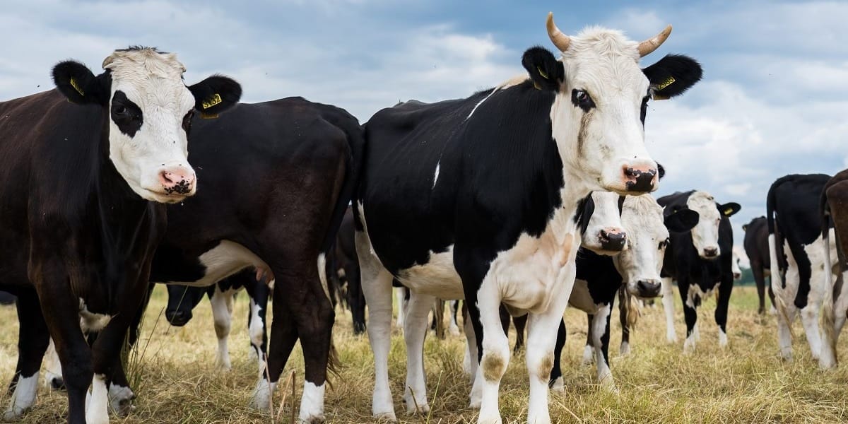 Фермерское хозяйство в Таласе импортирует коров из РФ при поддержке Минсельхоза