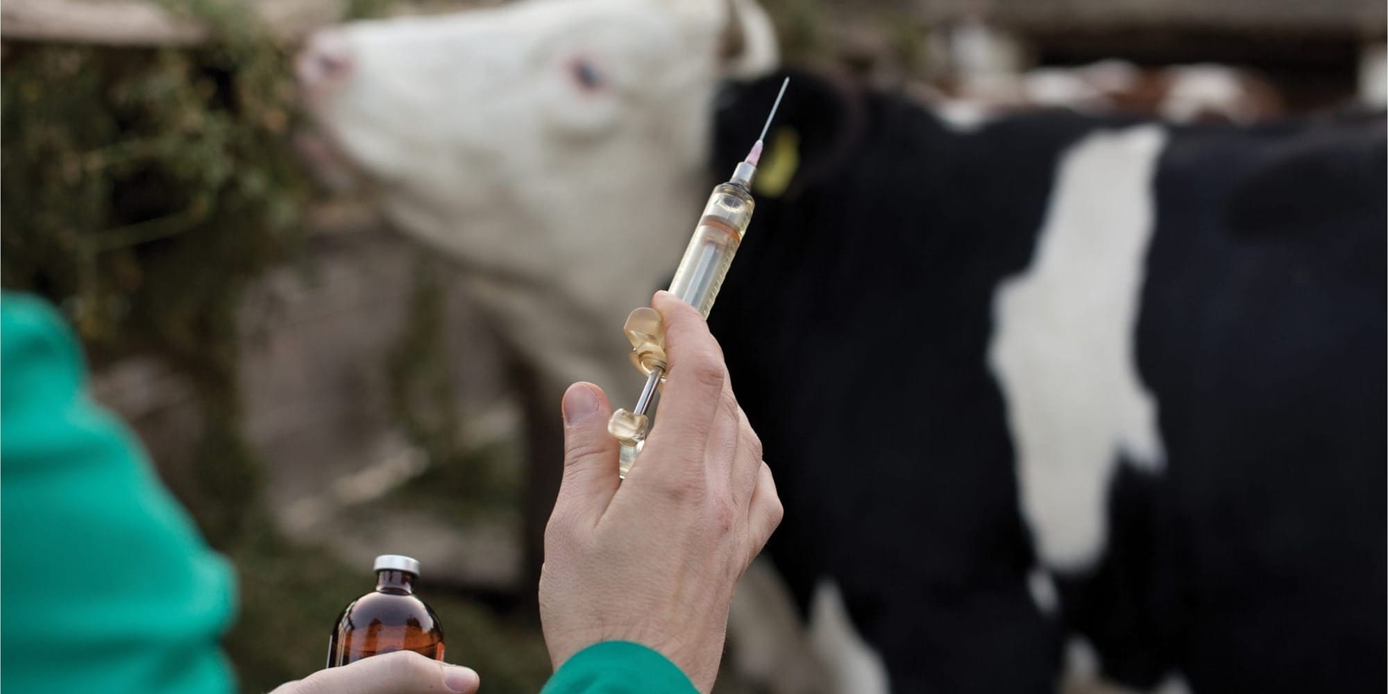 В Кыргызстане утвердили перечень особо опасных болезней животных