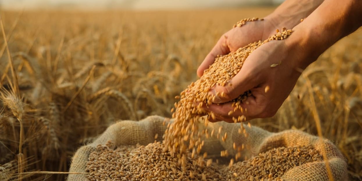 ГП «Кара-Балтинский спиртовой завод» купит продовольственную пшеницу на 107 млн сомов