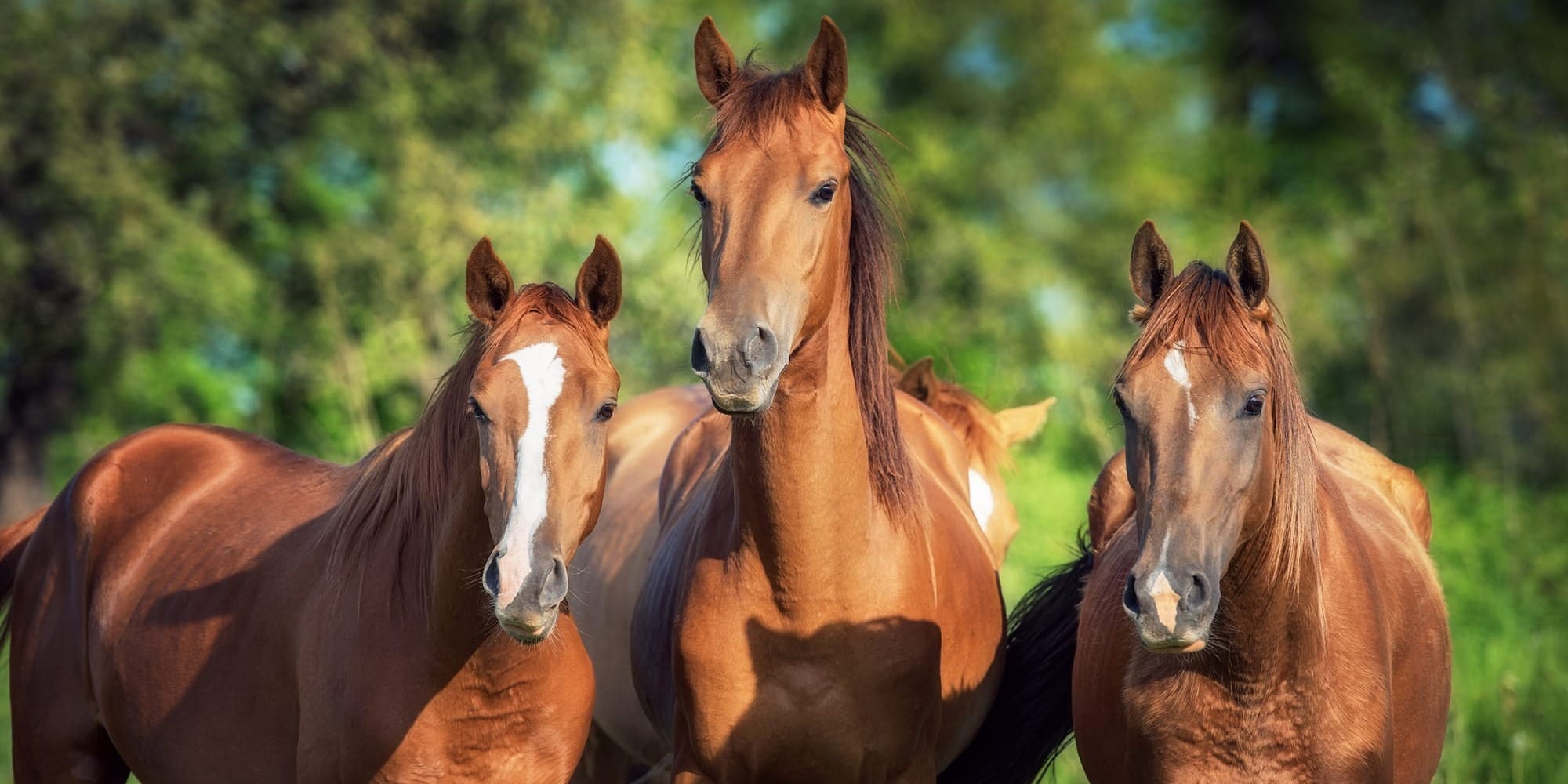 В Кыргызстане запускают государственный холдинг по чистопородному коневодству