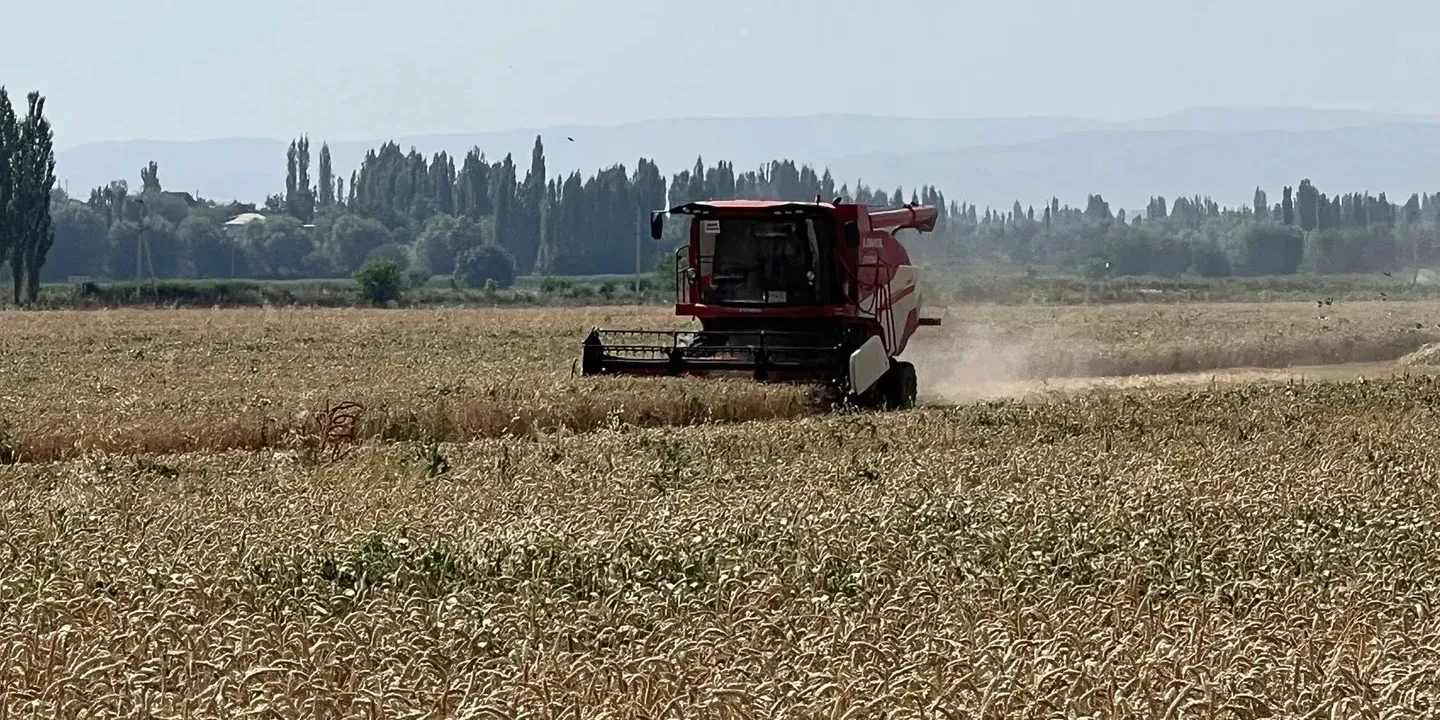 Зерновые, овощи и картофель: как продвигается уборка урожая в Кыргызстане