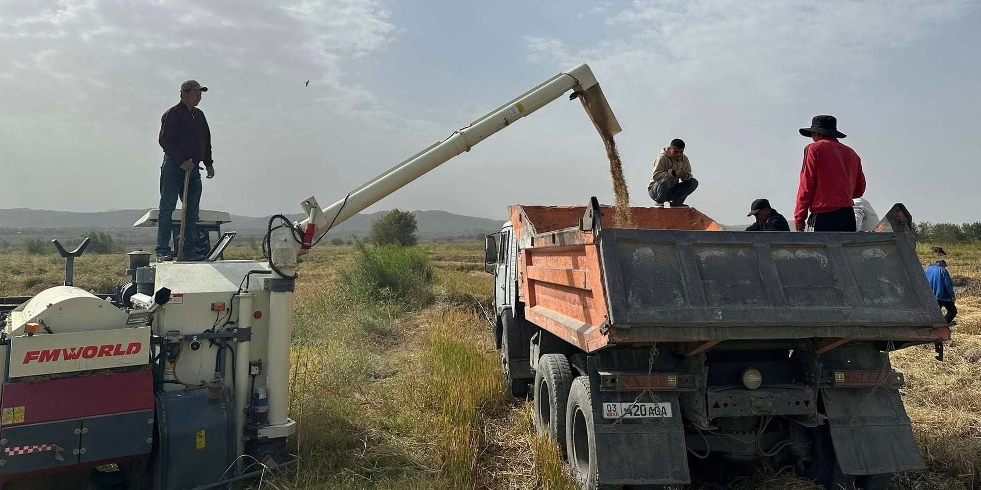 Сбор урожая риса в Кадамжае. Фото: полпредство в Баткенской области.