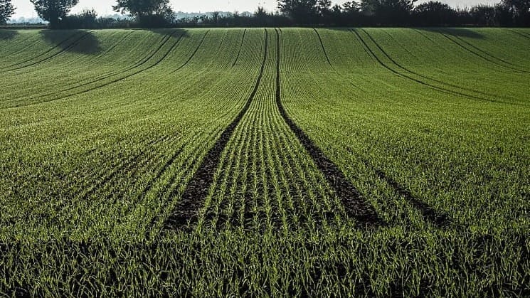 Какие культуры выгоднее сеять осенью — рекомендации Минсельхоза