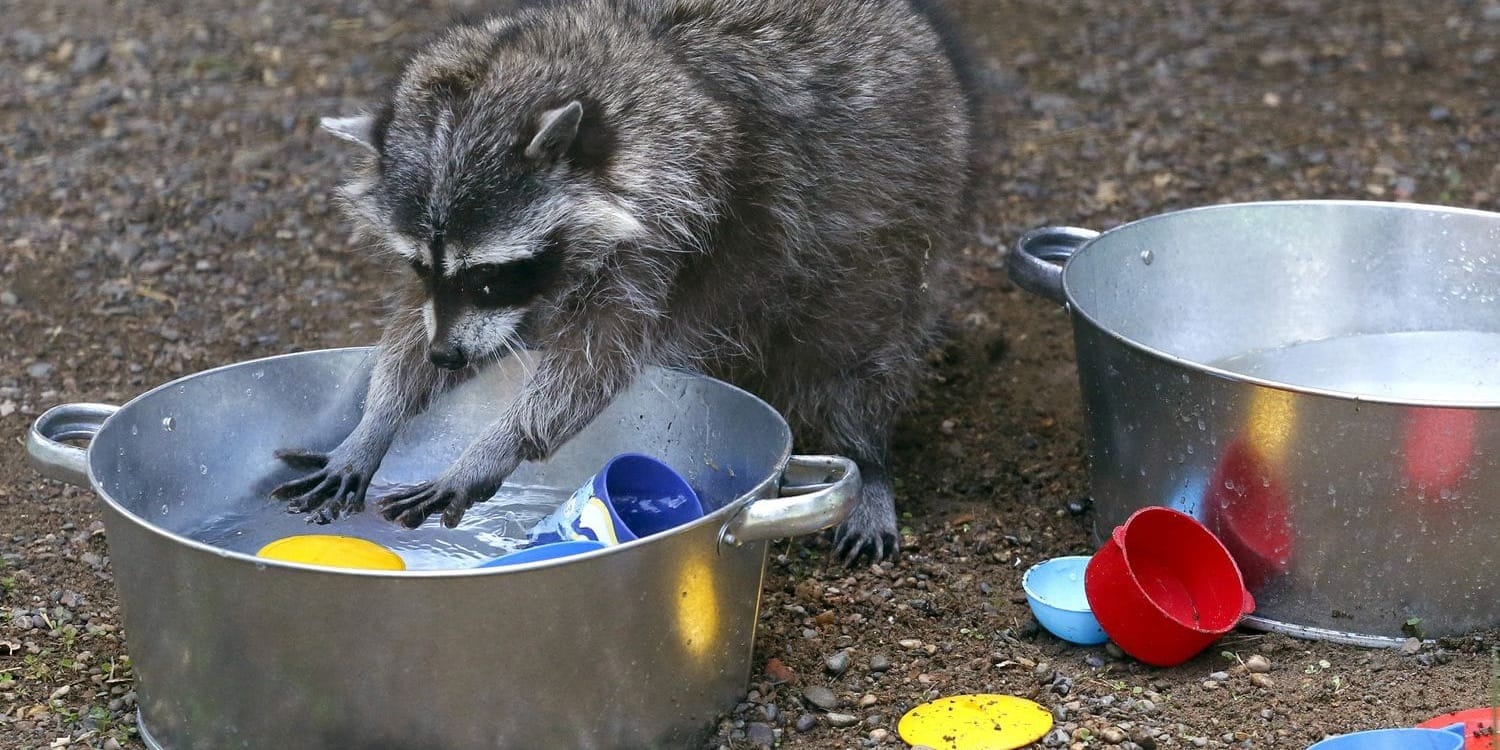 Енот Василий, дикобраз Борис, коза Майя: цирк в Бишкеке продаст животных с аукциона