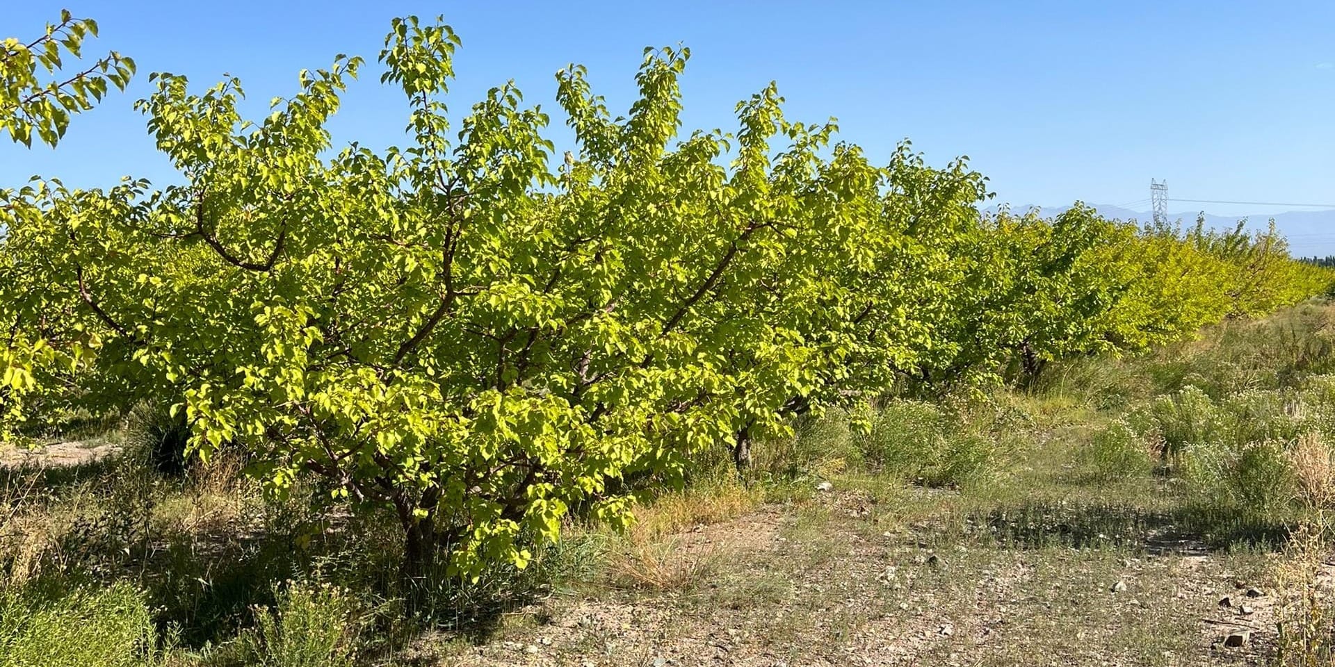 В Тонском районе внедряют капельное орошение для экономии воды и повышения урожайности