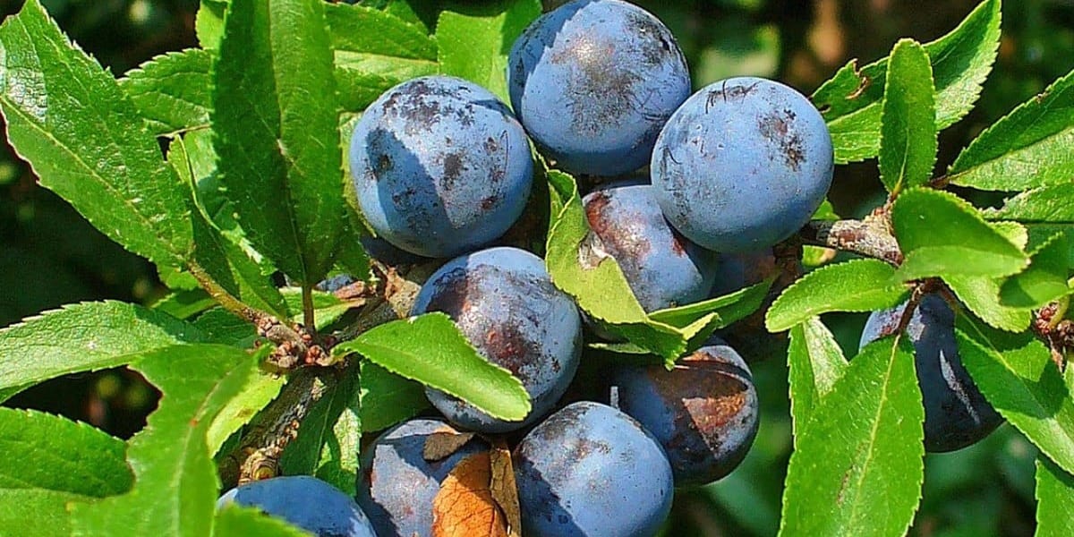 В Кадамжайском районе открыли цех по сушке фруктов за 3.5 млн сомов