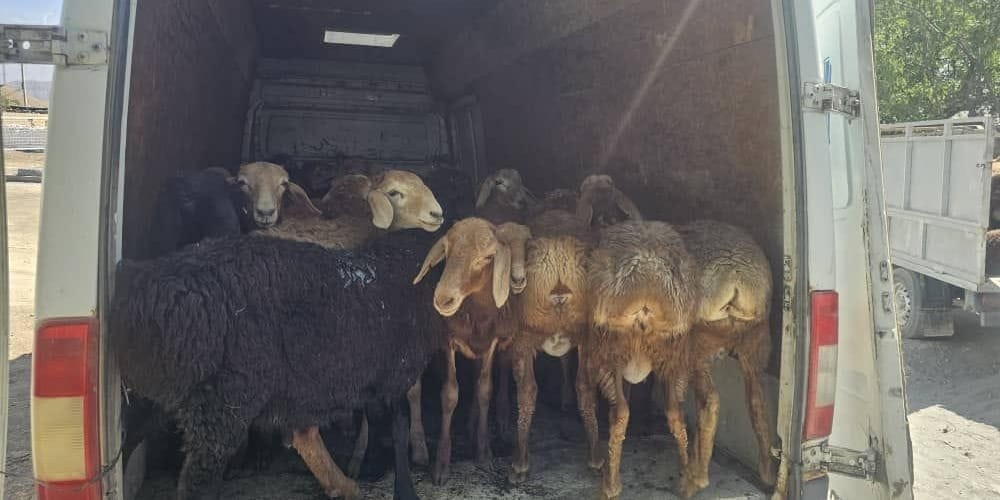 В Баткенской области пресекли попытку контрабанды крупного и мелкого рогатого скота