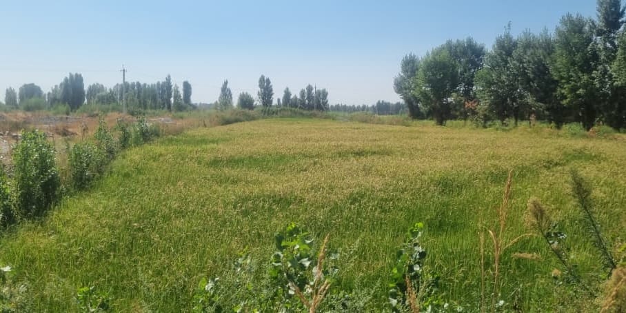 В Джалал-Абадской области государству вернули 3.1 га незаконно арендованных земель