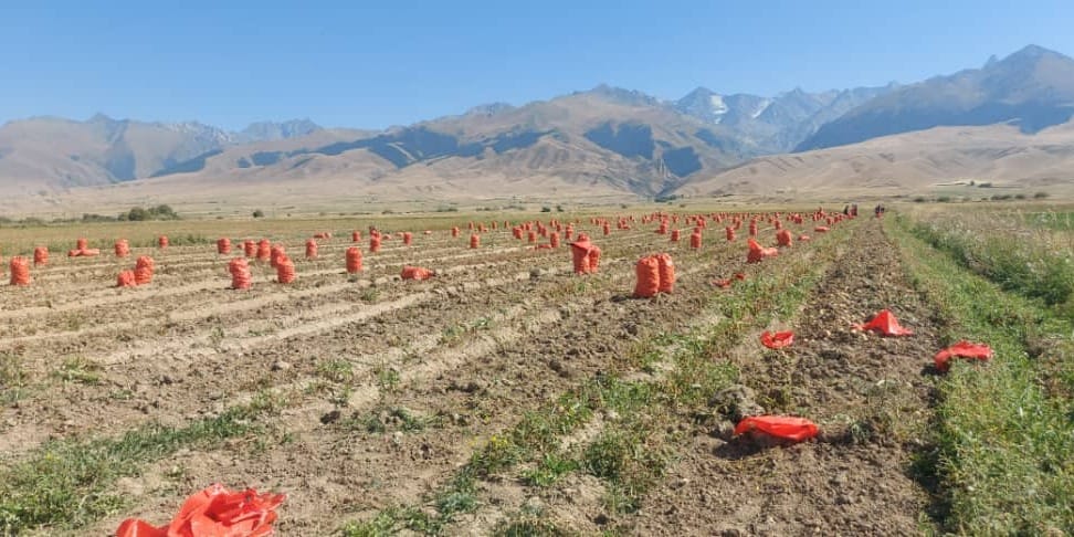Фермеры Ат-Башинского района продолжают сбор урожая картофеля