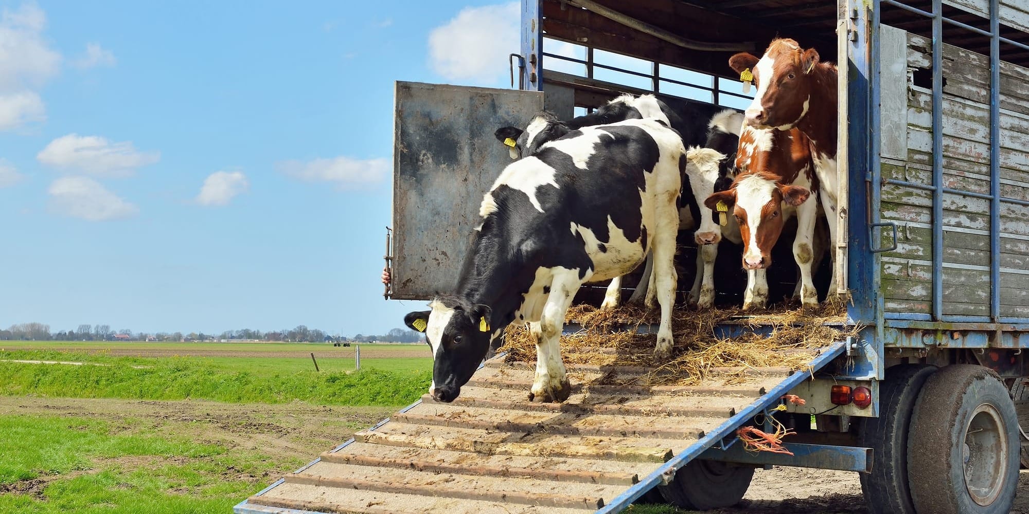 Госоператором по экспорту живого скота назначен «Кыргыз Агрохолдинг»