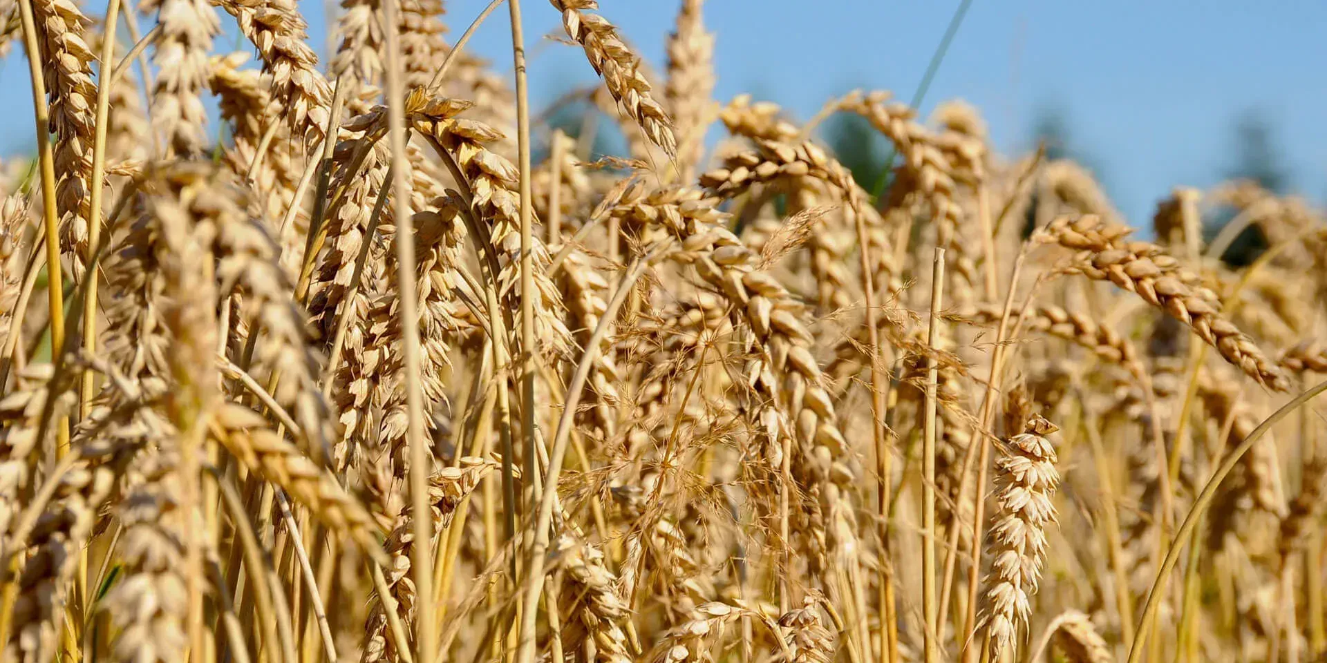 В Кыргызстане собрали 60% зерновых культур