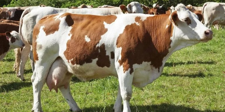 Животноводы КР могут получить кредит до 5 лет под 3%, напоминает Минсельхоз