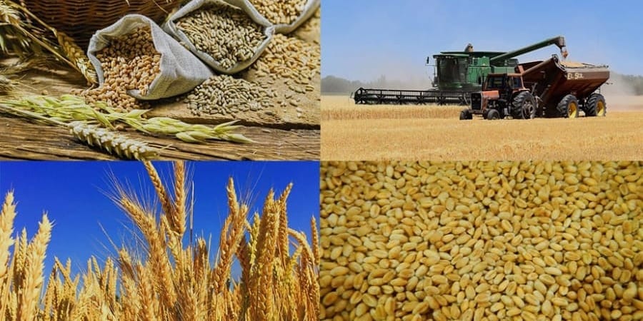 В Кыргызстане собрано почти 75% зерновых: овощи и картофель показывают рост