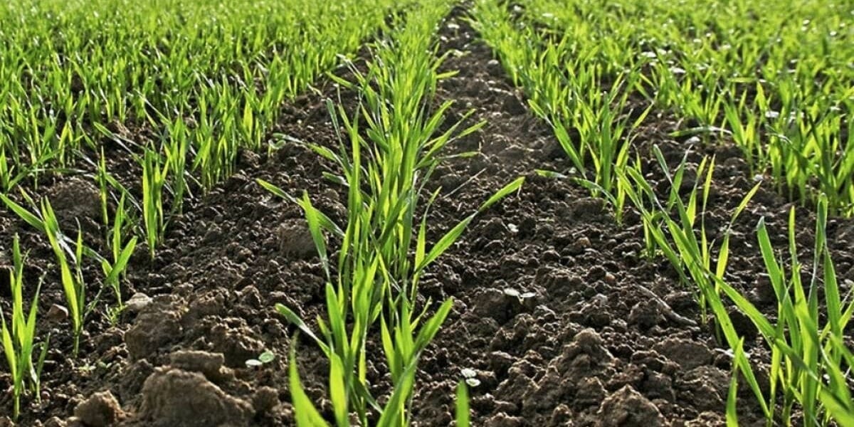 Минсельхоз призывает фермеров Кыргызстана активнее сеять озимую пшеницу