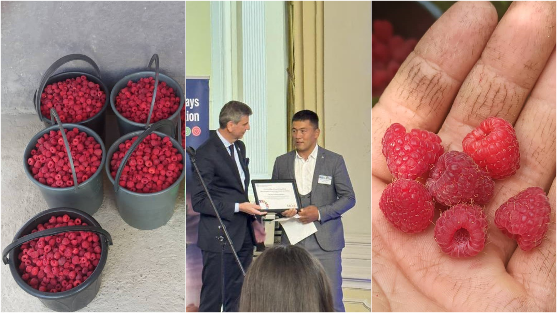 Фермер из Кыргызстана Руслан Кубанычбеков выращивает малину и арбузы, отказавшись от химии, и экспортирует продукцию в Россию.