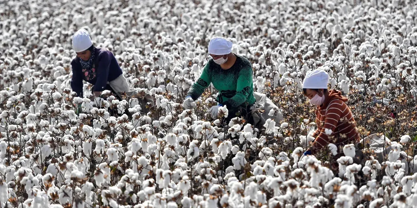 В Кара-Сууйском районе собрали почти 5 тысяч тонн хлопка