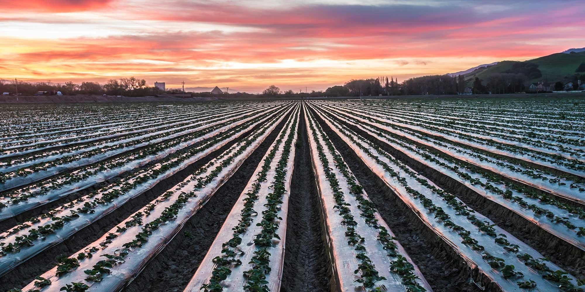 Осенний влагозарядковый полив охватил 87 тысяч га из 220 — Минсельхоз