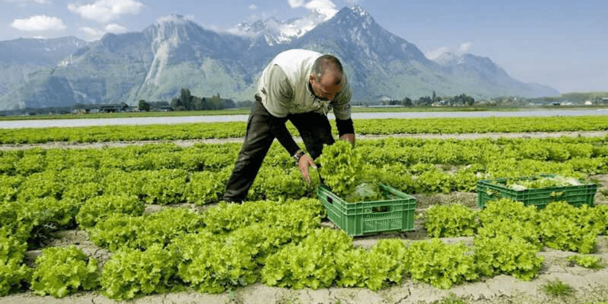 Кабмин до 2030 года на 80% снизил НДС для производителей сельхозпродукции