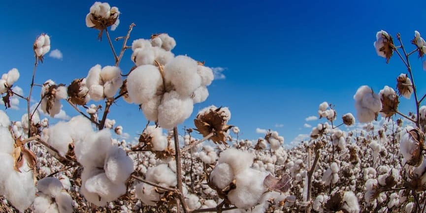 В Базар-Коргоне завершается уборка хлопка: собрано более 1.1 тысячи тонн