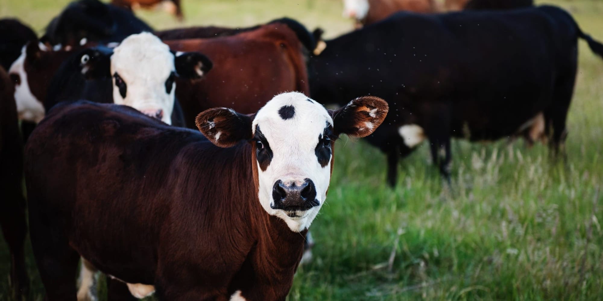 В КР выдали 182.6 млн сомов льготных займов на развитие племенного животноводства