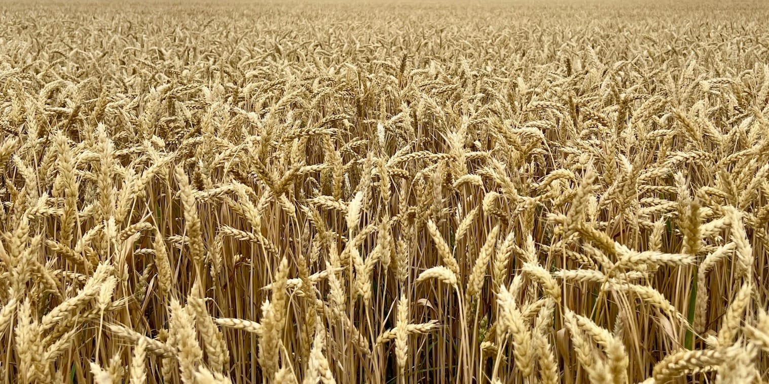 В Чуйской области начали посев канадской пшеницы «Джерси»