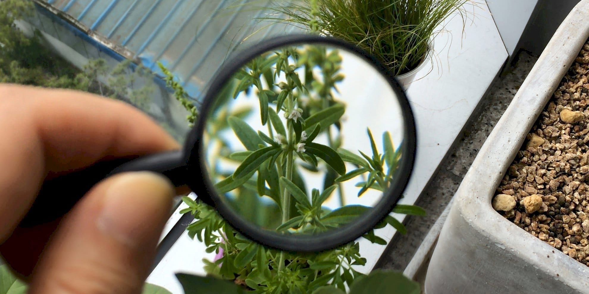 С начала года лаборатории Минсельхоза выявили 16 видов карантинных вредителей