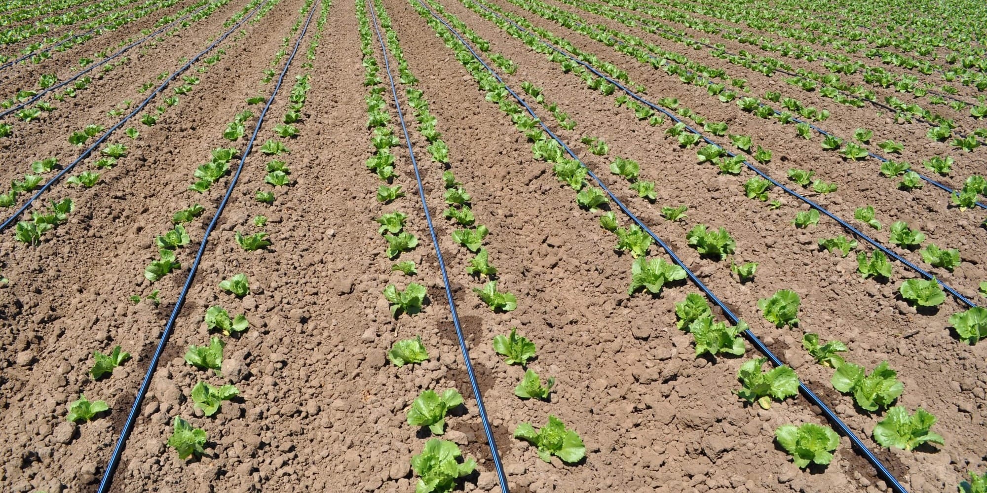 В Кызыл-Туу перешли на капельное орошение — фермеры смогут экономить воду и электричество