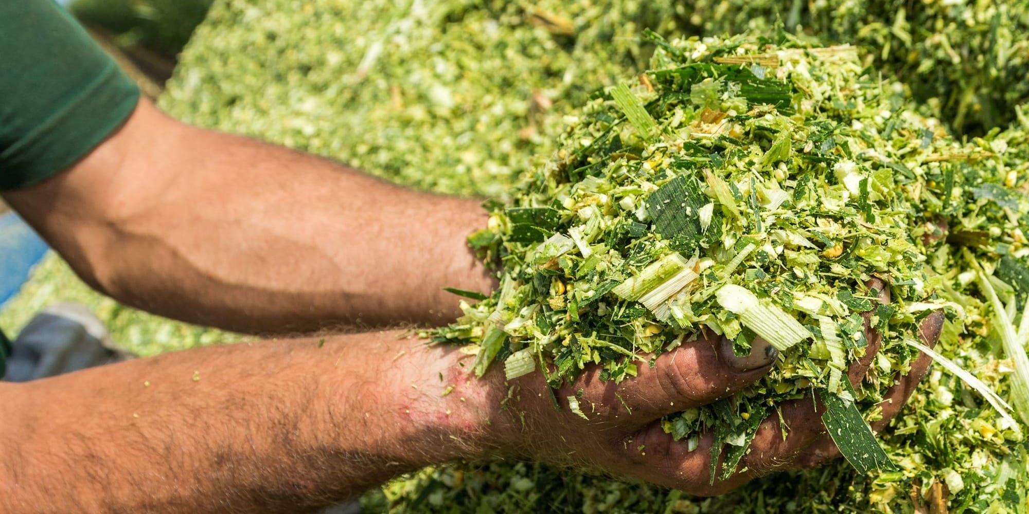 «Кыргызгосплемзавод» заготовил более 100 тонн силоса на зиму