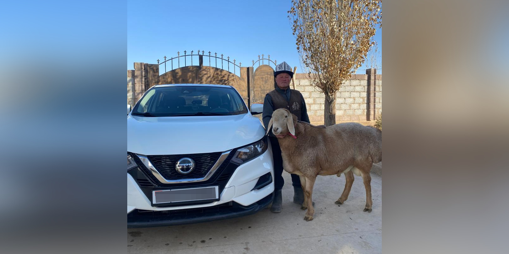 Барашек на миллион: в Ак-Талинском районе племенного Арашана обменяли на Nissan Rogue