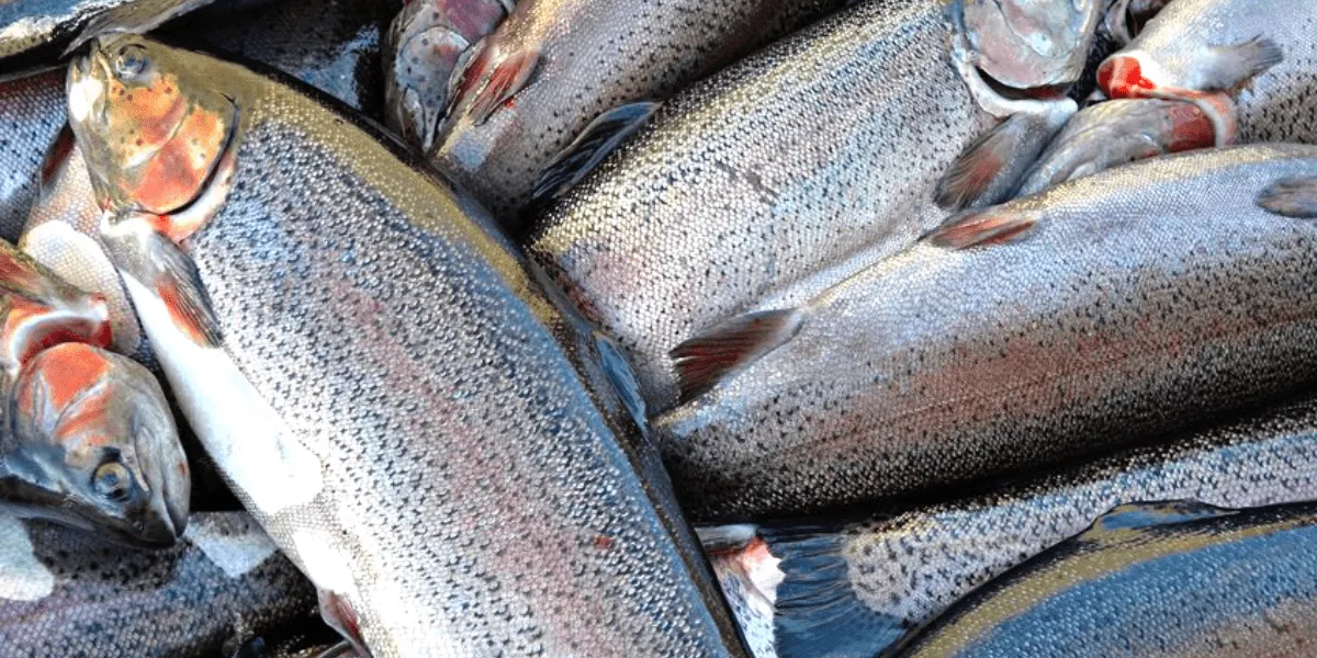 Производители форели из КР пожаловались на задержки на российской стороне и падение закупочных цен