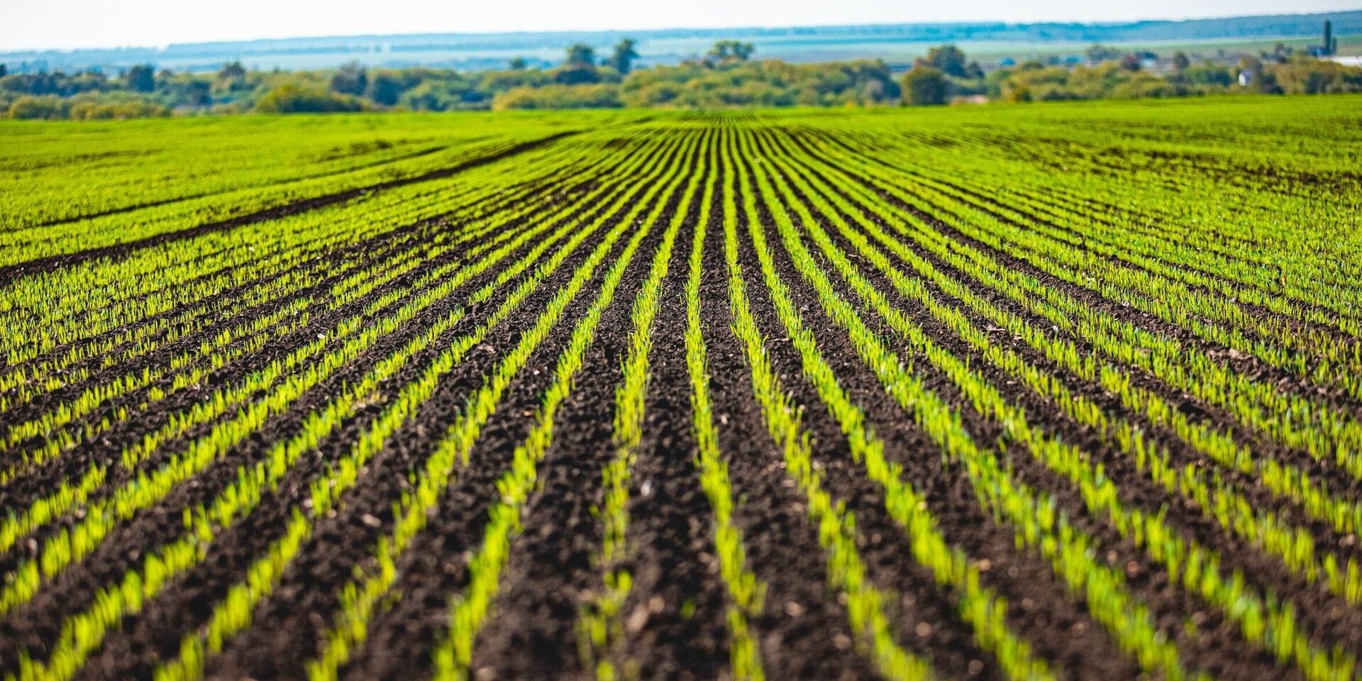 Кабмин утвердил меры по подготовке к севу озимых культур под урожай 2026 года