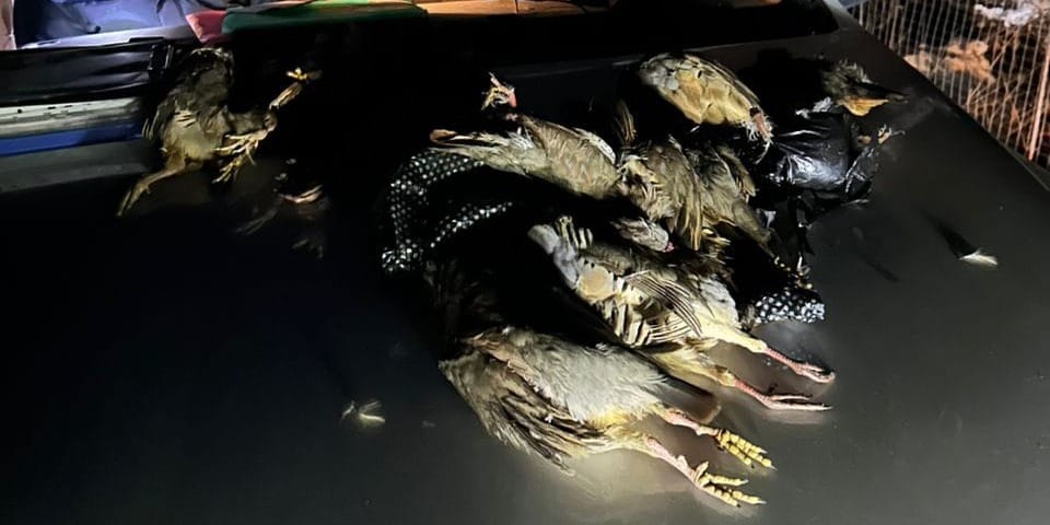 В Ноокате браконьеров оштрафовали за незаконную охоту на куропаток