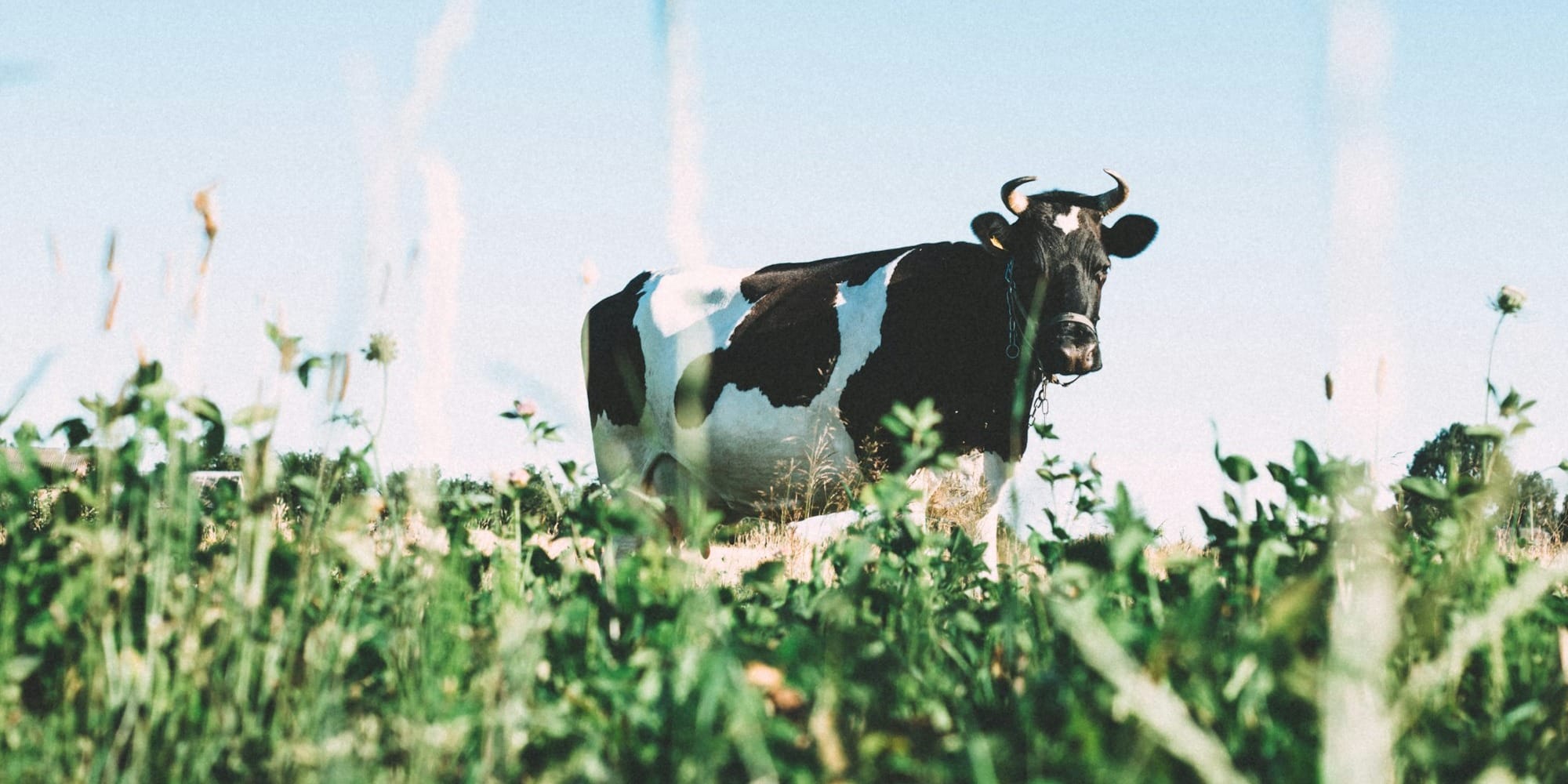 Более 7 тысяч молочников получили льготные кредиты почти на 1 млрд сомов