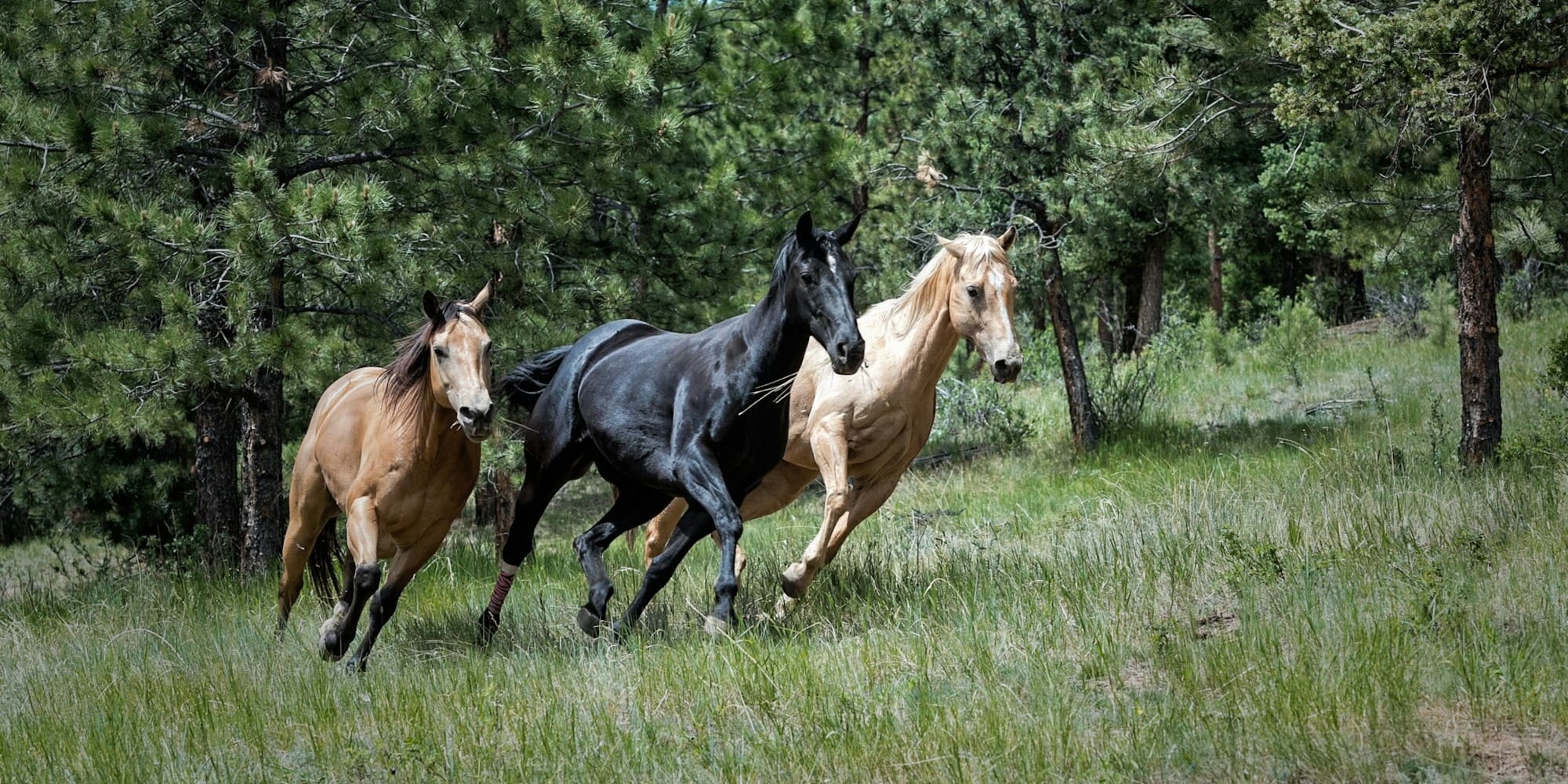 По проекту «Развитие племенного животноводства» 73 хозяйства получили льготные кредиты на 248 млн сомов