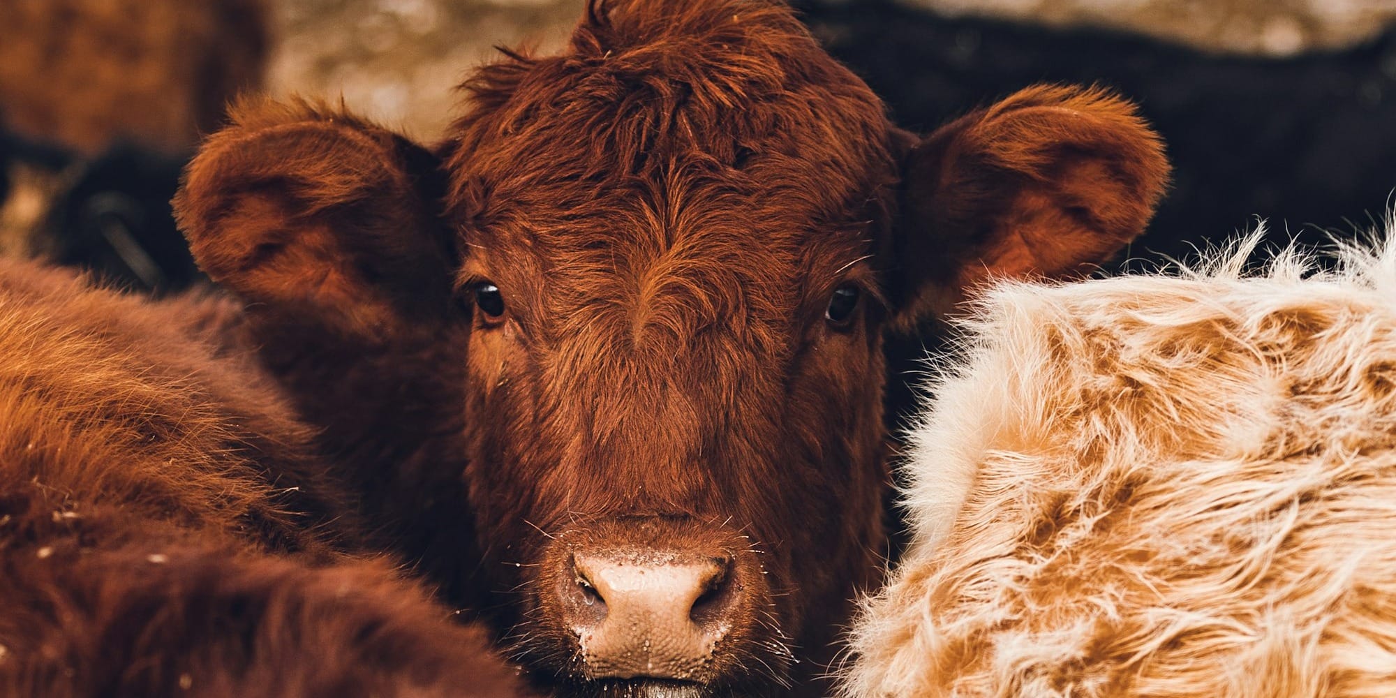 Погранслужба пресекла попытку незаконного перегона 67 голов скота в Баткенской области