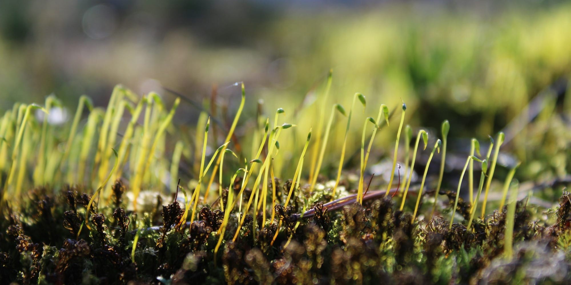 Два предприятия в КР получили льготные кредиты на 2.85 млн сомов по проекту семеноводства