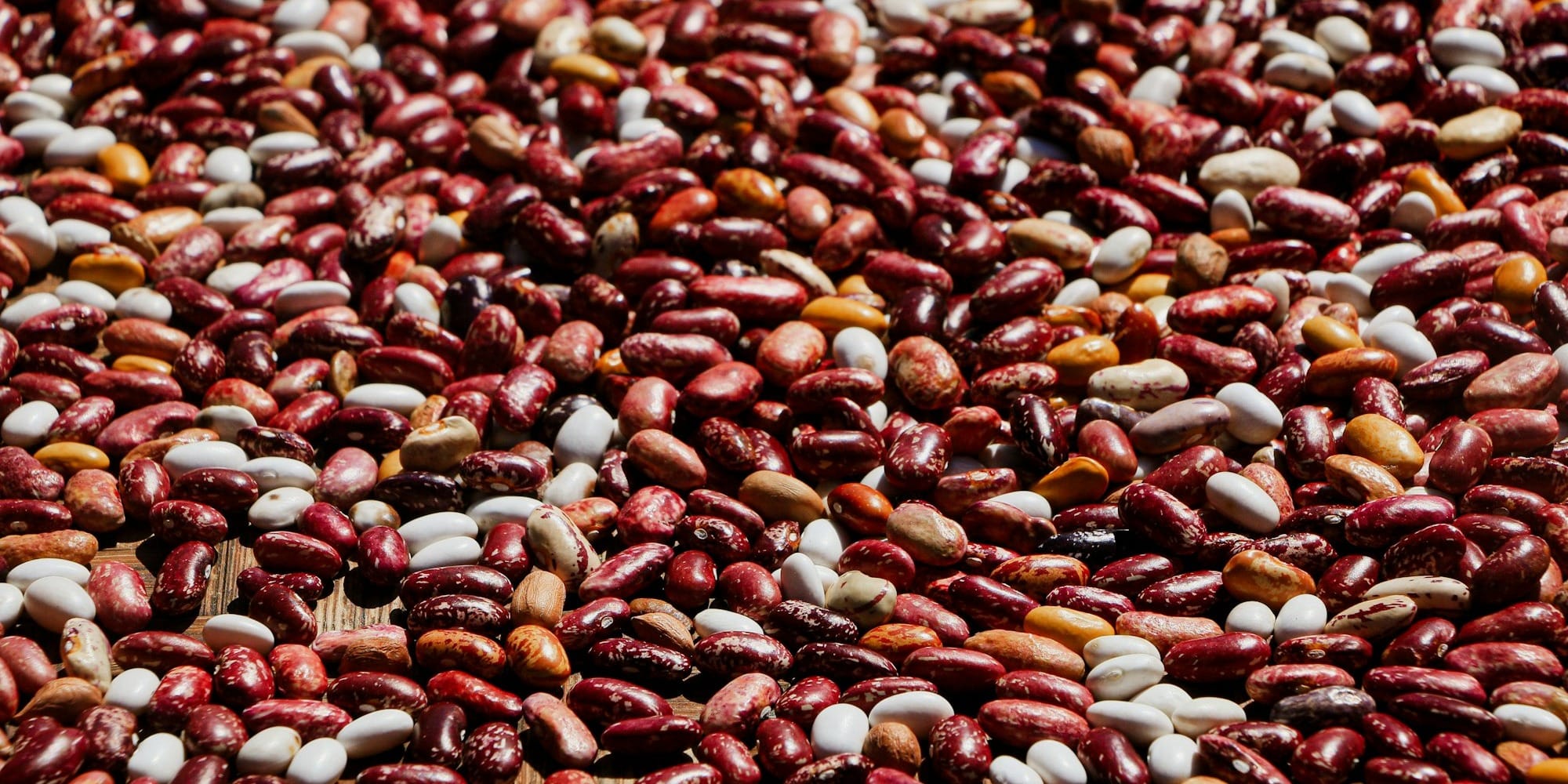 Сбор фасоли в Таласской области, данные урожая и цены, поддержка фермеров через госзакуп.