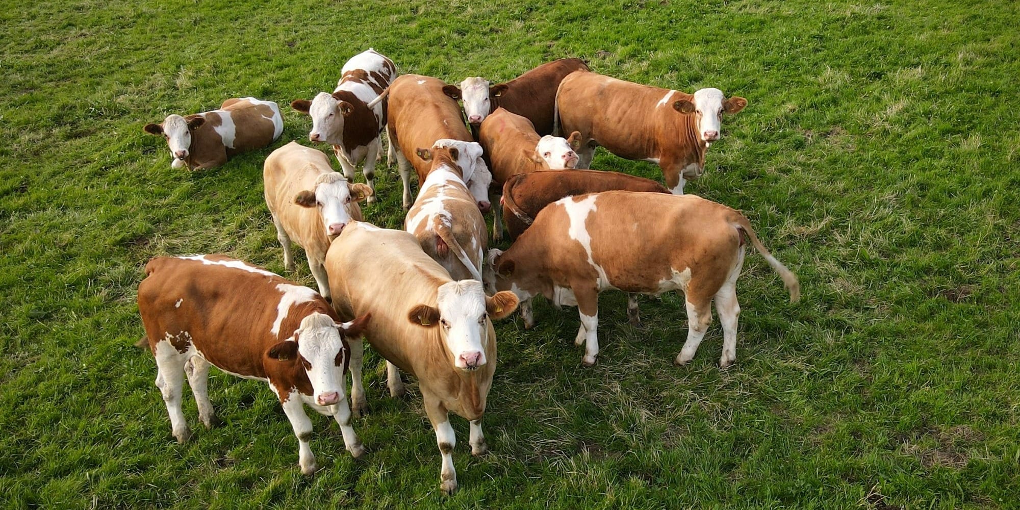 Фермерам КР выдали 324 млн сомов льготных кредитов на развитие племенного животноводства