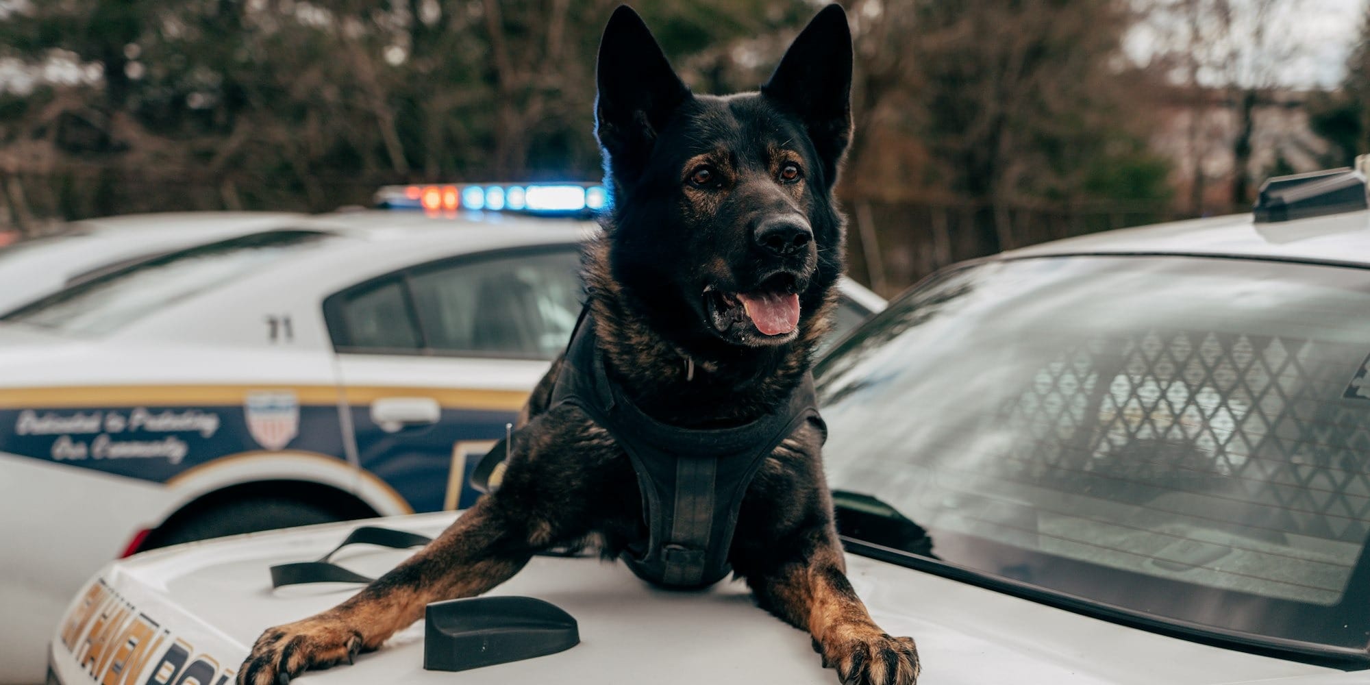 Кинологическая служба Таможни получила шесть спецавтомобилей для перевозки собак