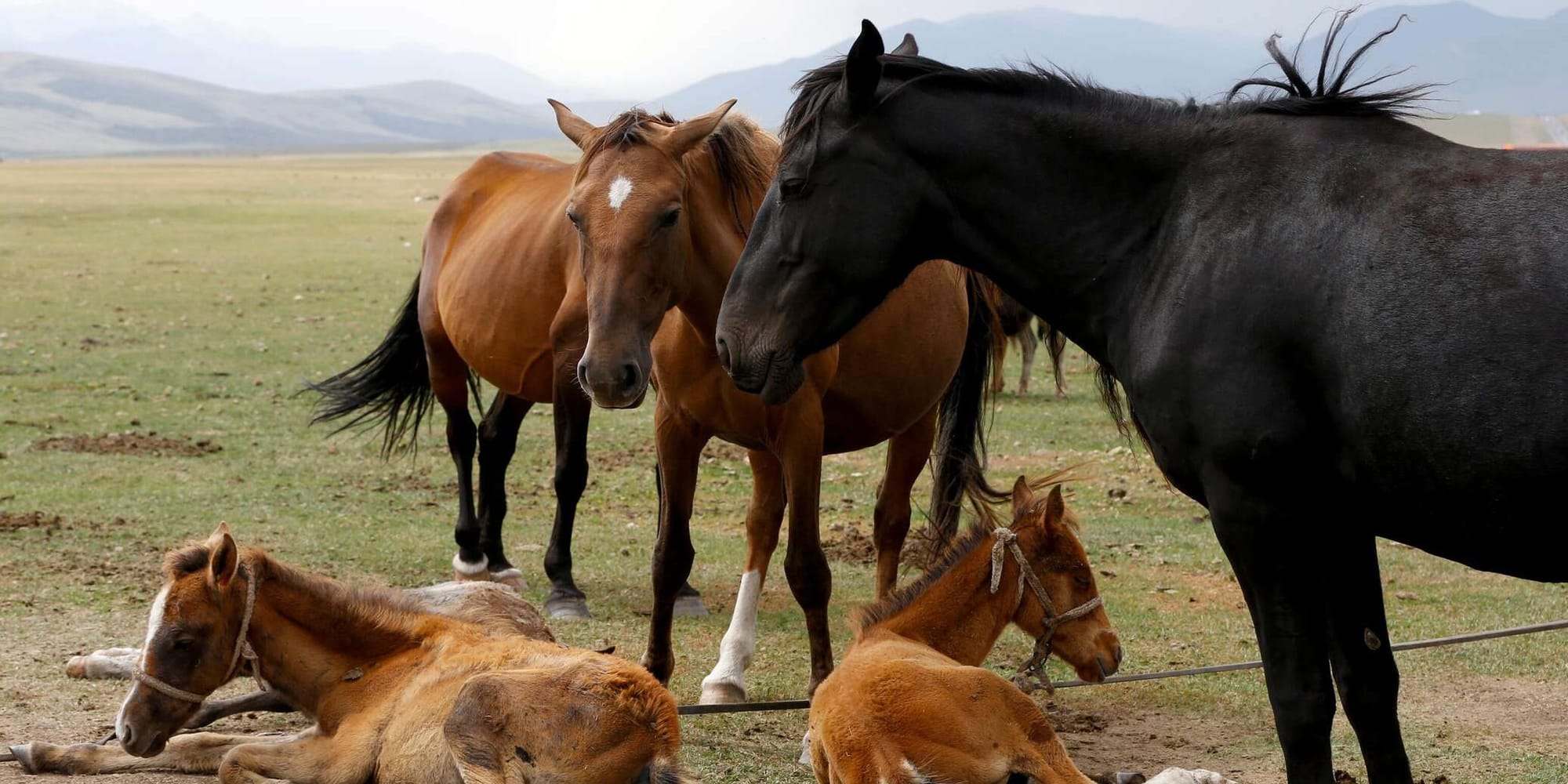 Живые лошади и субпродукты: чем Кыргызстан планирует торговать с Китаем