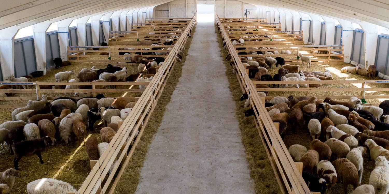 Откормочный комплекс в Чуйской области выставили на торги за 1.45 млрд сомов