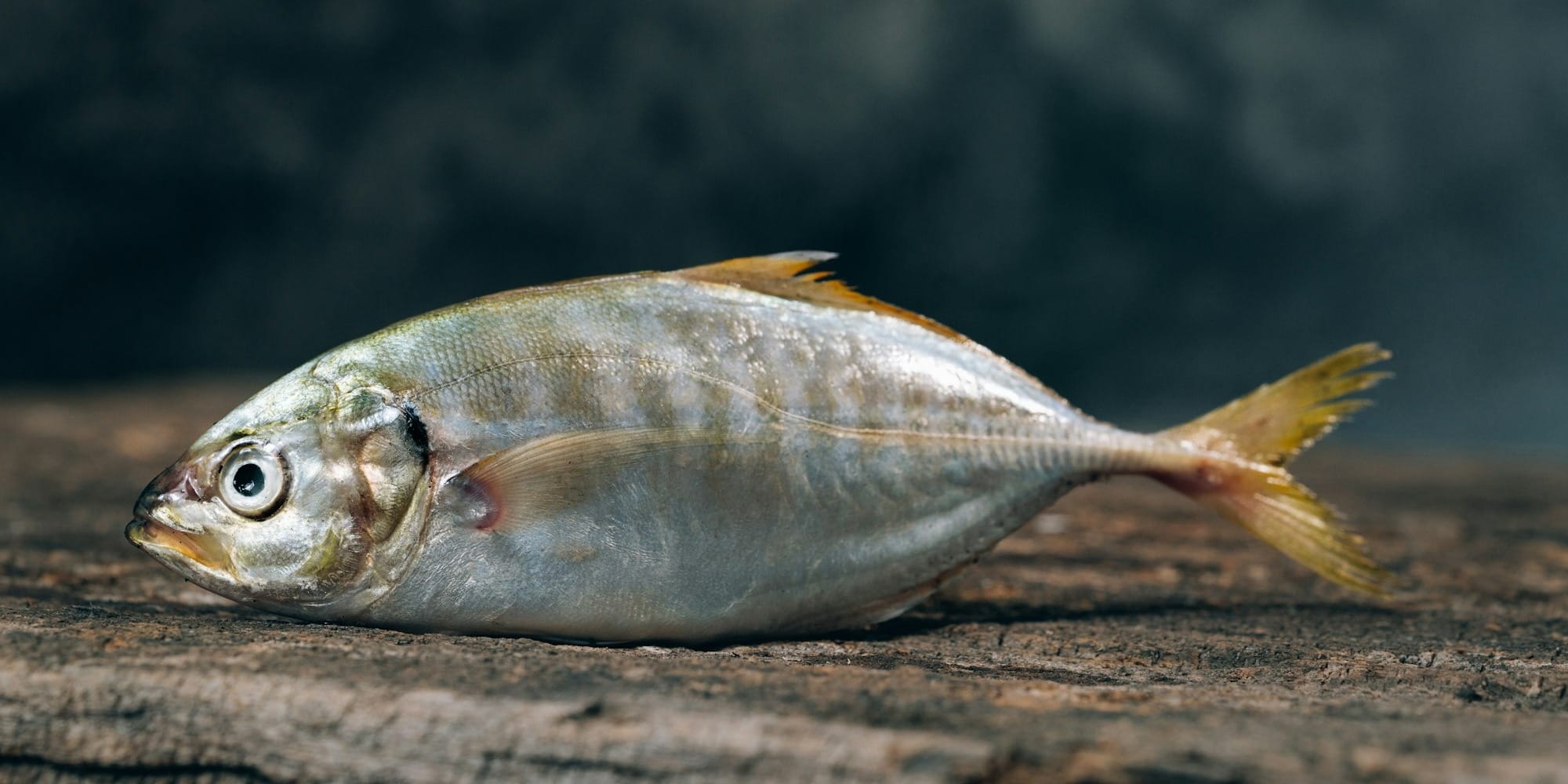 На «Ак-Тилеке» задержан груз рыбы: 6.48 тонны не пустили в Кыргызстан