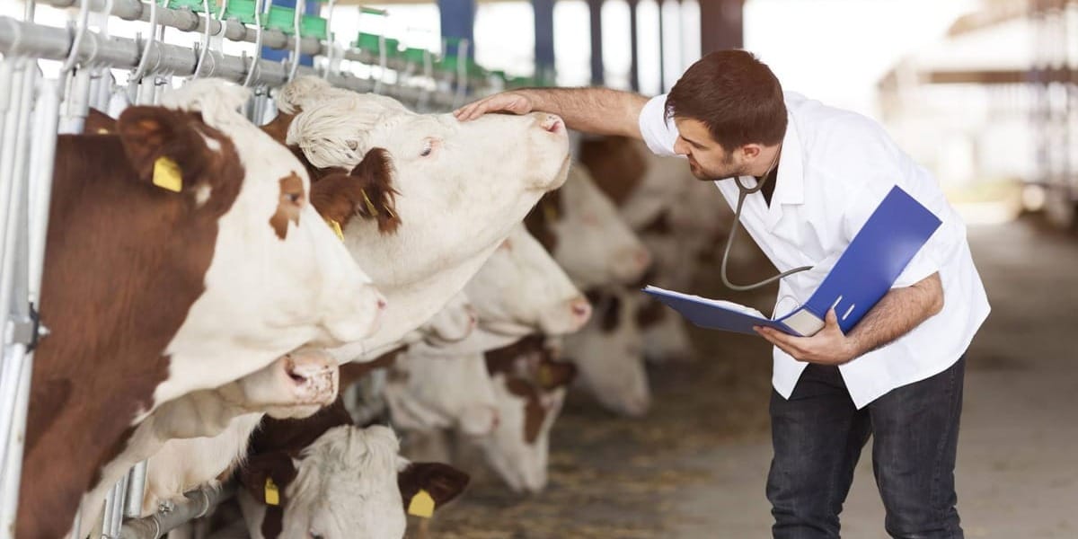 Жилье, подъемные и карьера: Минсельхоз готовит программу для молодых ветеринаров в селах