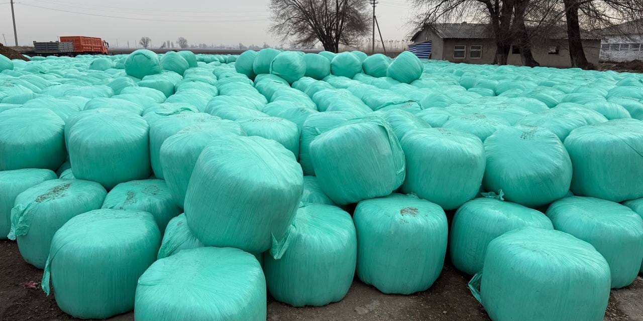 Государственный племзавод заготовил 500 тонн силоса