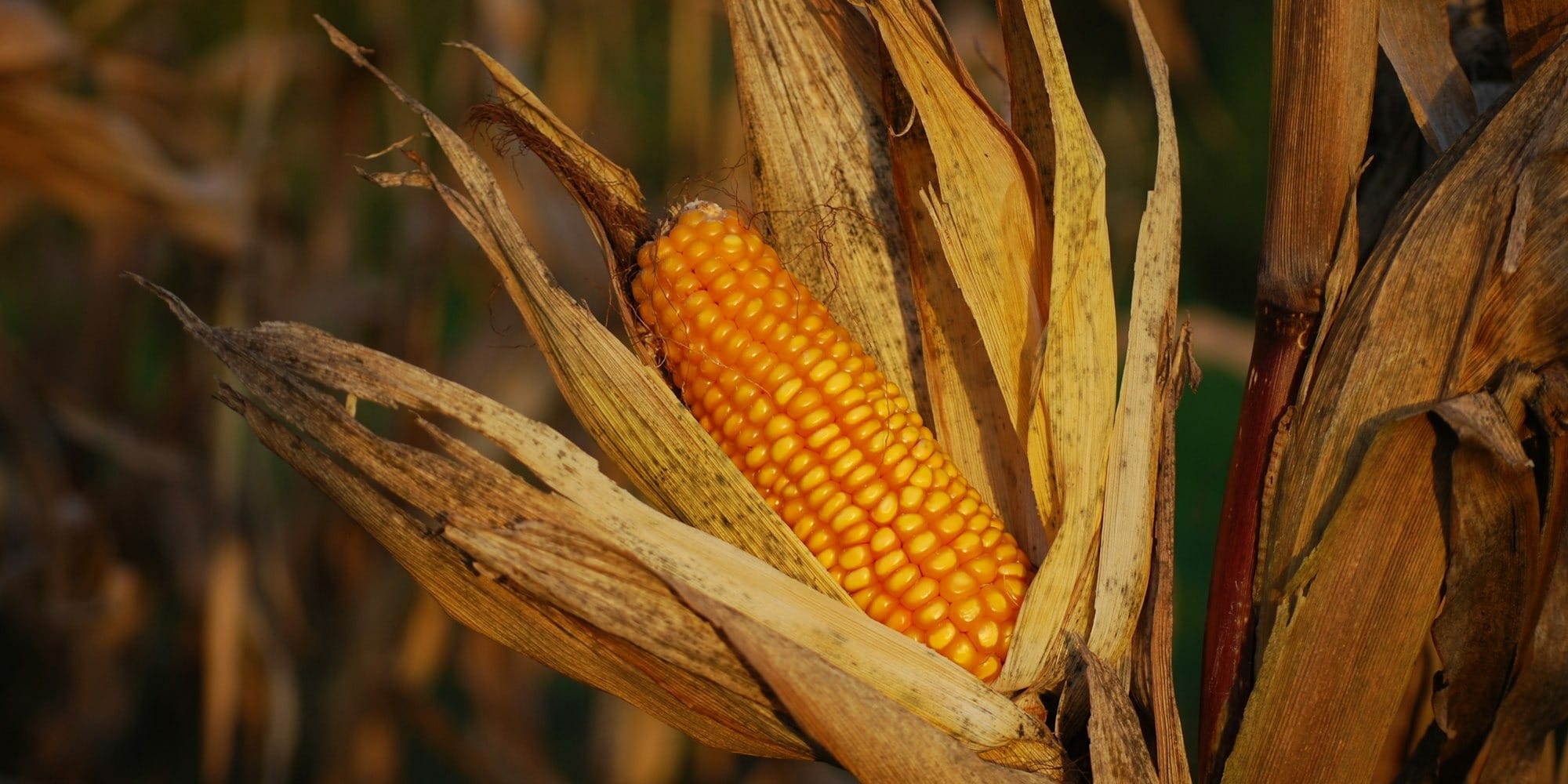 Зерно просело, овощи и кукуруза выросли: как изменился урожай в КР в 2025 году