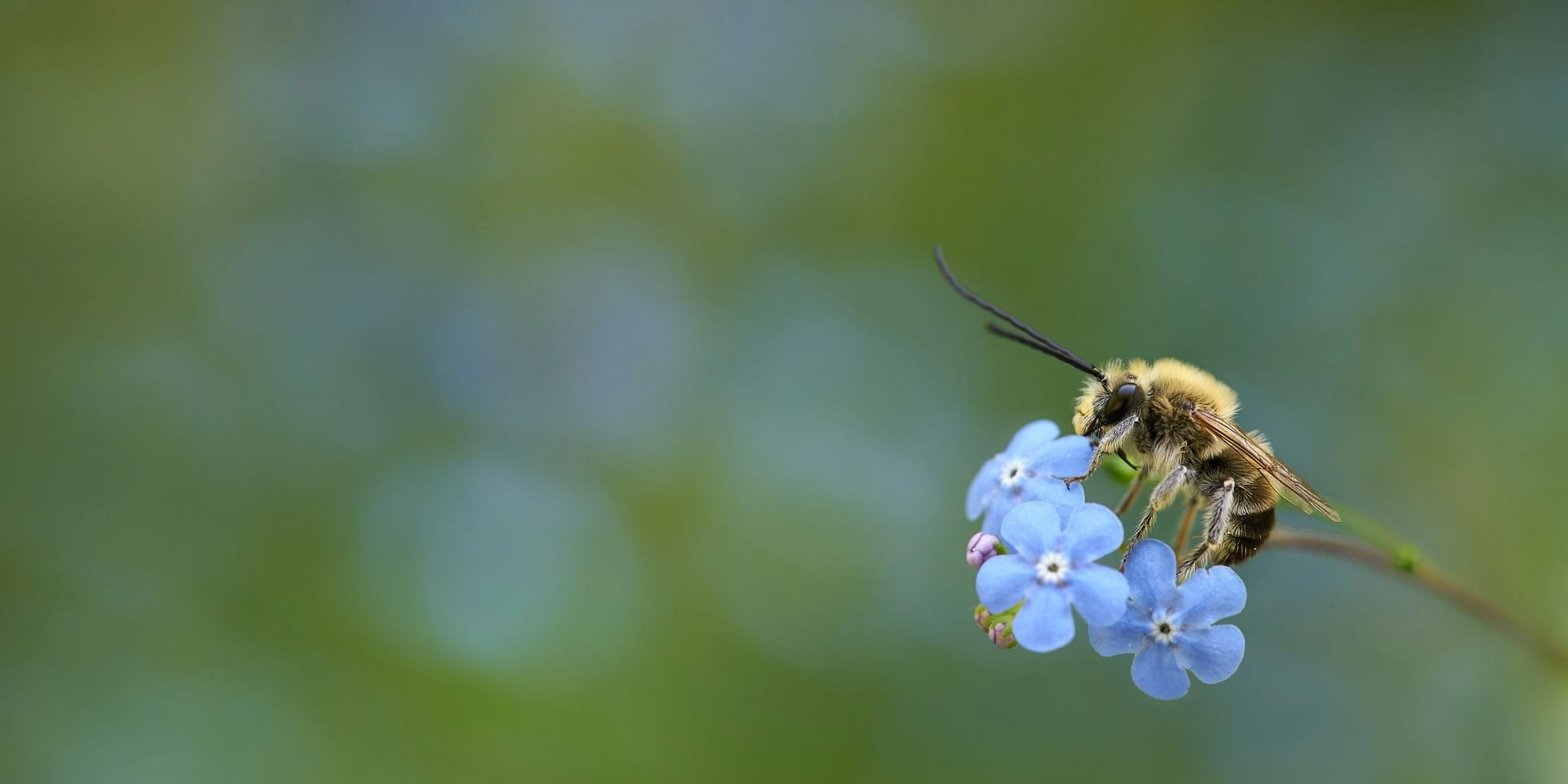 Кыргызские пчелы делают правильный мед: ЕС разрешил экспорт