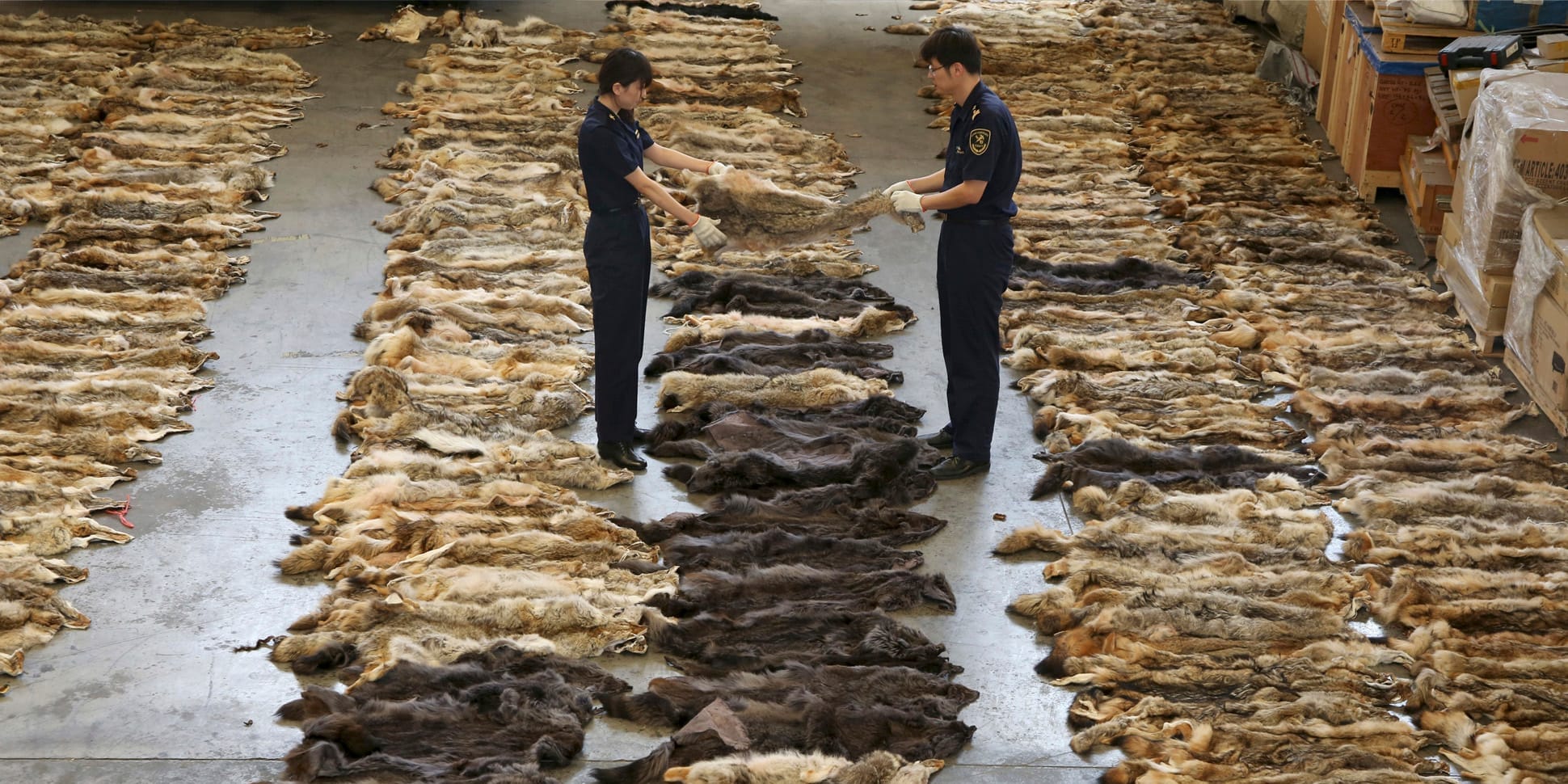 Восемь предприятий КР получили допуск к экспорту шкур и шерсти в Китай