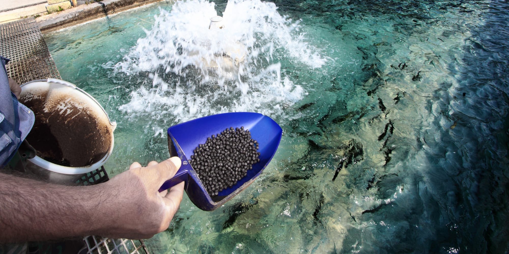 Кабмин КР продлил нулевой НДС на корма для рыбхозов до 2027 года