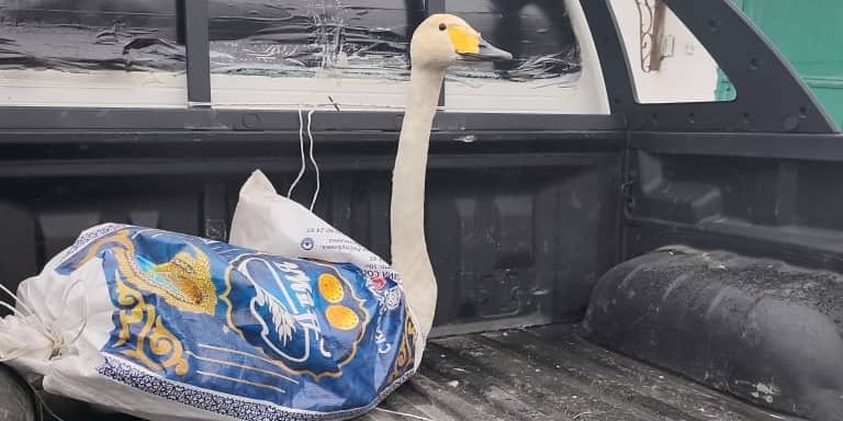 В Шабдане спасли раненого лебедя и отправили на реабилитацию
